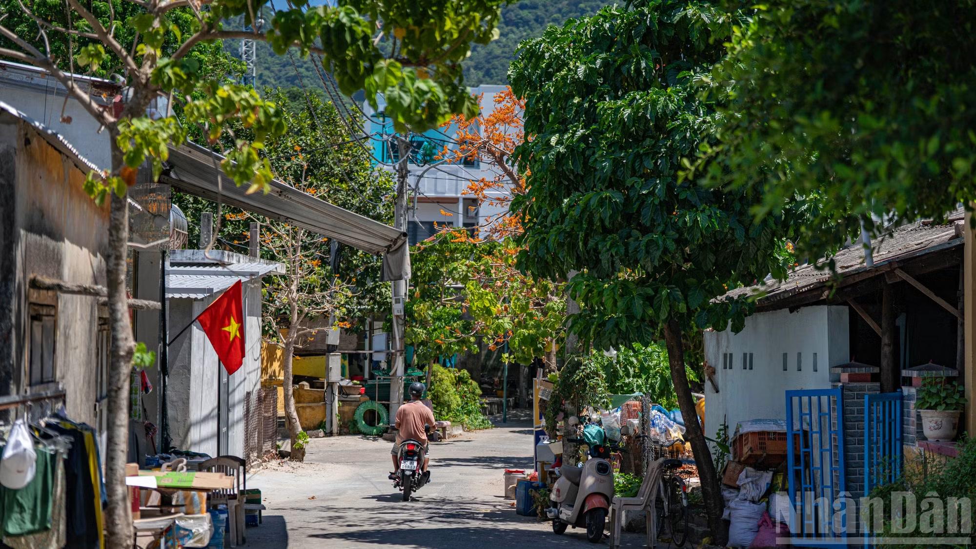 Những tán ngô đồng giữa đường làng của Bài Làng - Khu dân cư chính tại Cù Lao Chàm.