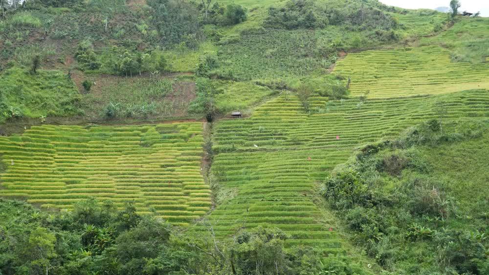 Lúa chín trên các thửa ruộng bậc thang ở xã Ngọc Linh. Ảnh: Dư Toán – TTXVN