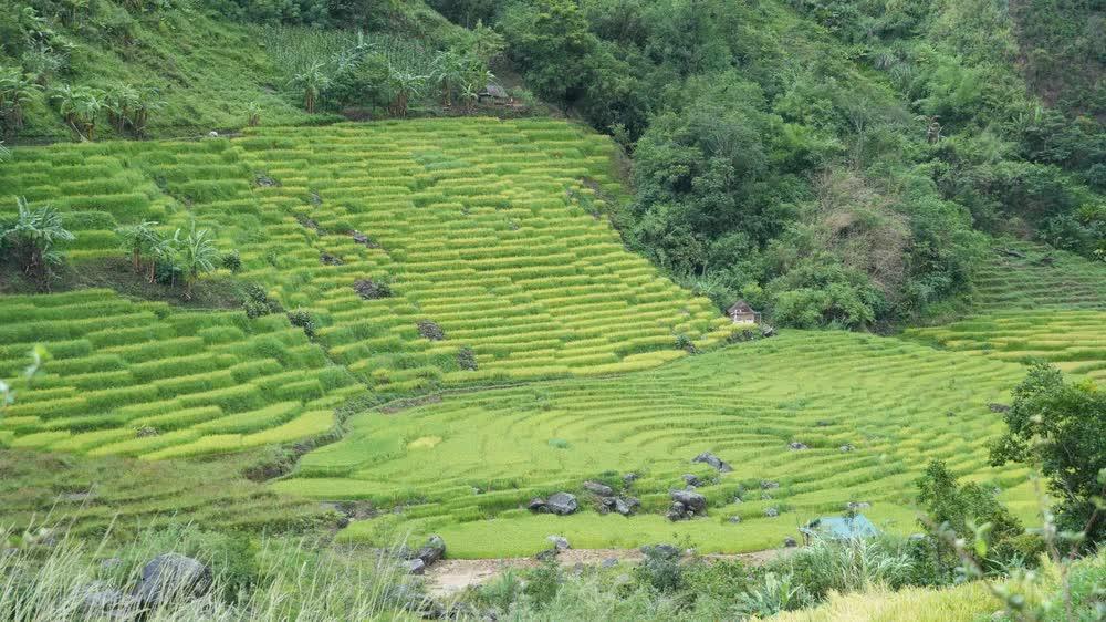 Lúa chín trên các thửa ruộng bậc thang ở xã Ngọc Linh. Ảnh: Dư Toán – TTXVN