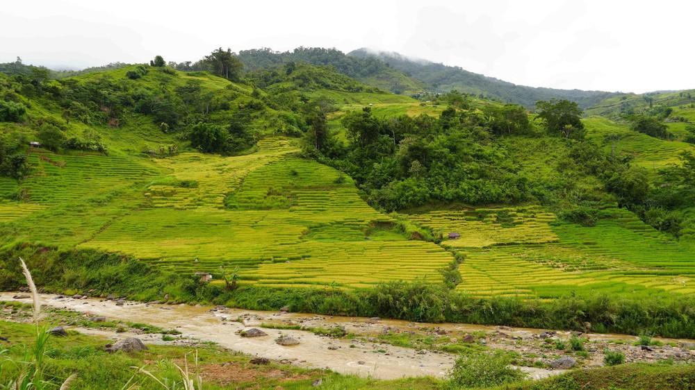 Lúa chín trên các thửa ruộng bậc thang ở xã Ngọc Linh. Ảnh: Dư Toán – TTXVN