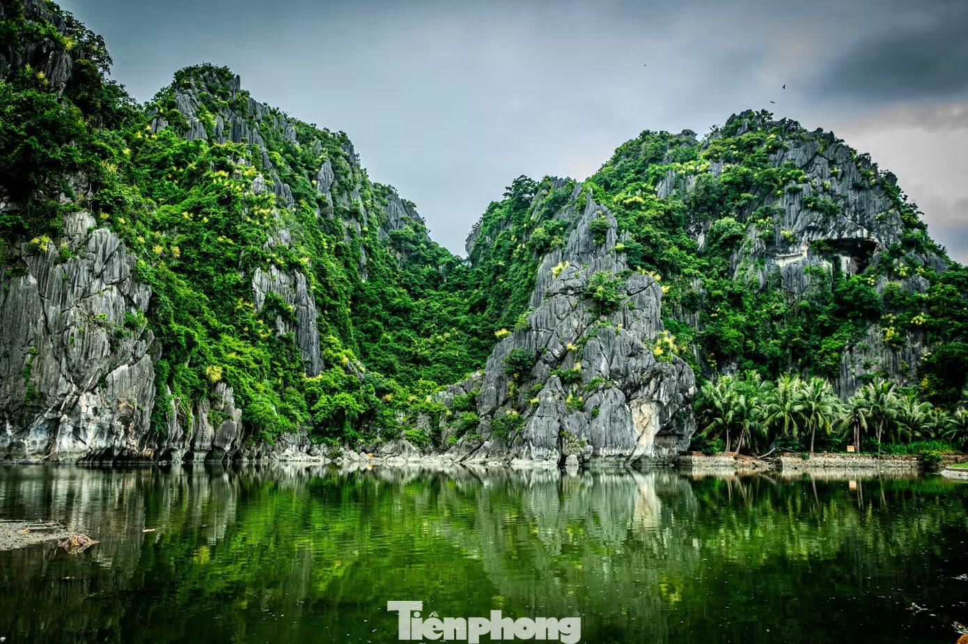 Di sản thiên nhiên thế giới vịnh Hạ Long bừng lên sắc vàng tươi mới của những quần thể hoa phất dụ núi.