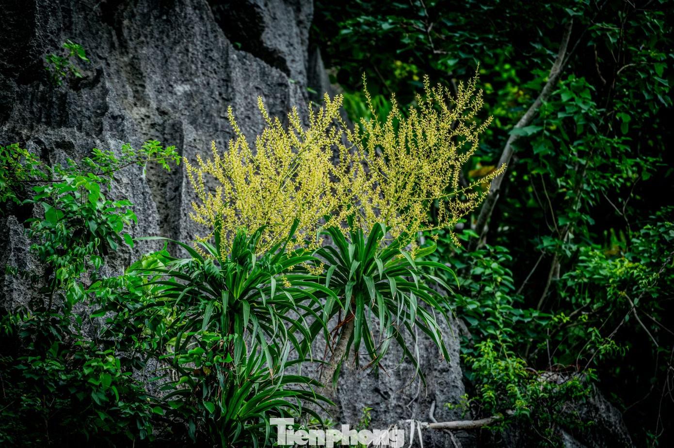Theo phong thủy, cây phất dụ sống được trong môi trường khắc nghiệt mà vẫn giữ được dáng đứng thẳng, hiên ngang. Đây là loại cây mang lại sự may mắn, sức khỏe và sự thịnh vượng.