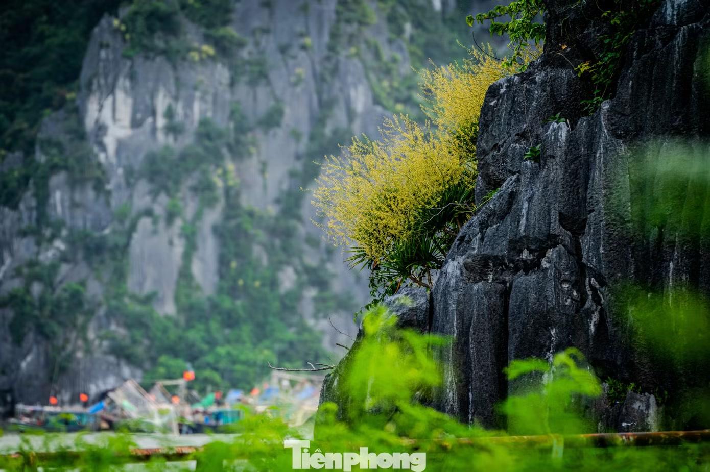 Cây phất dụ núi từ lâu đã trở thành hình ảnh quen thuộc trên vịnh Hạ Long. Loài cây hiện diện trên hầu khắp các đảo đá, lặng lẽ cắm rễ vào những khe đá vôi khô cằn, quanh năm chống chọi với nắng gắt, gió mạnh và hơi muối biển.