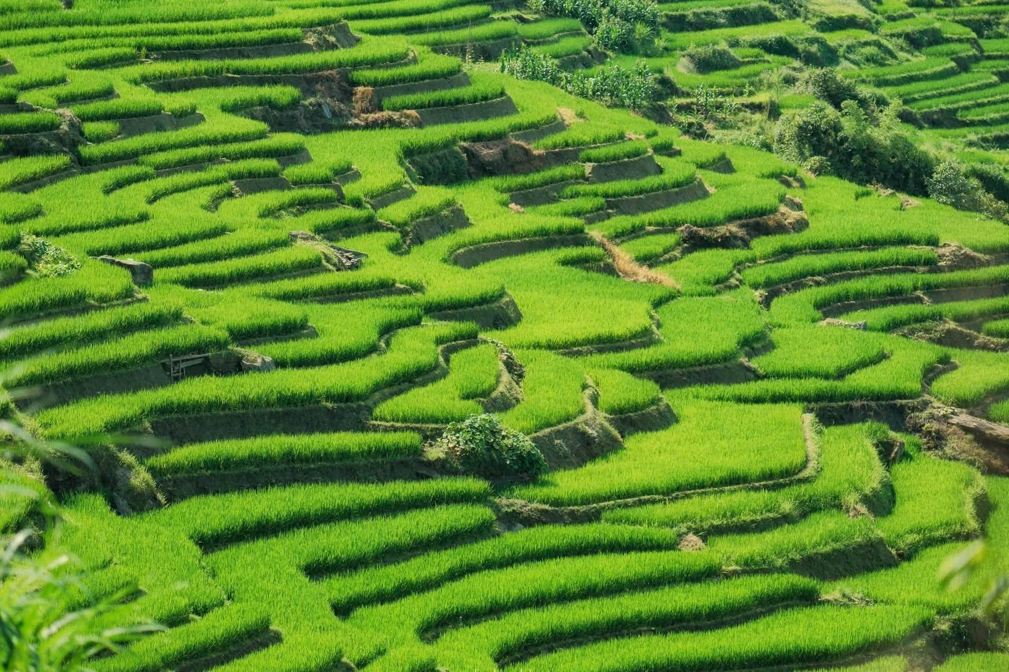 Ruộng bậc thang Y Tý trải dài theo sườn núi, tạo thành những dải vòng cung. Năm 2015, ruộng bậc thang thung lũng Thề Pả (thuộc xã Y Tý) được Bộ Văn hóa, Thể thao và Du lịch xếp hạng Di tích quốc gia danh lam thắng cảnh.