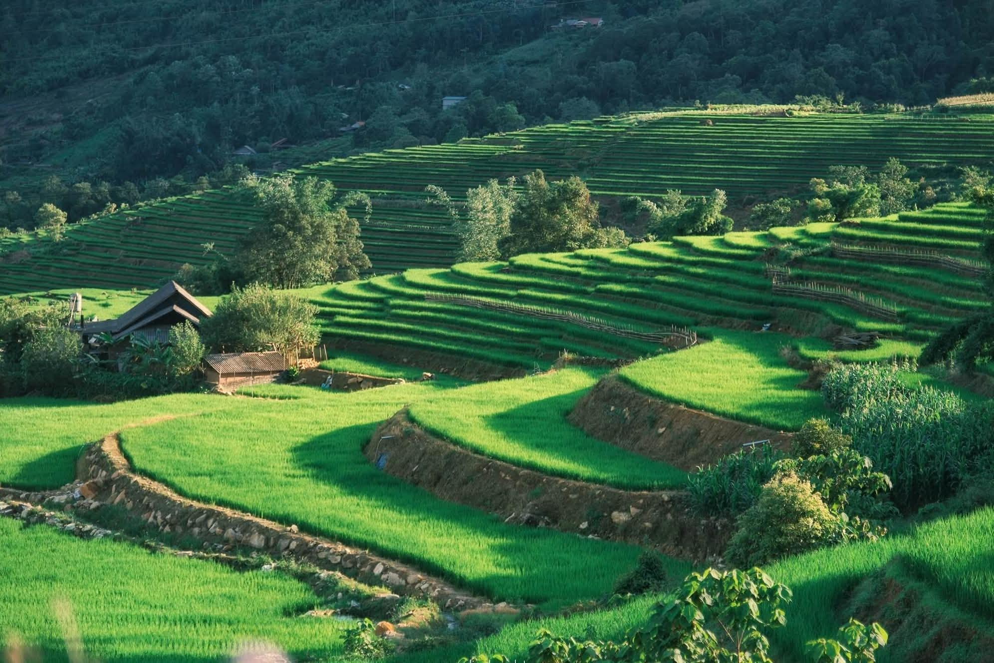 Đạt cho biết phần lớn du khách tìm đến Y Tý vào mùa lúa chín, trong khi mùa lúa xanh lại ít được biết đến hơn. Thời điểm này, những thửa ruộng bậc thang ở các khu vực như Choản Thèn, Ngải Thầu, A Lù đồng loạt phủ kín màu xanh.