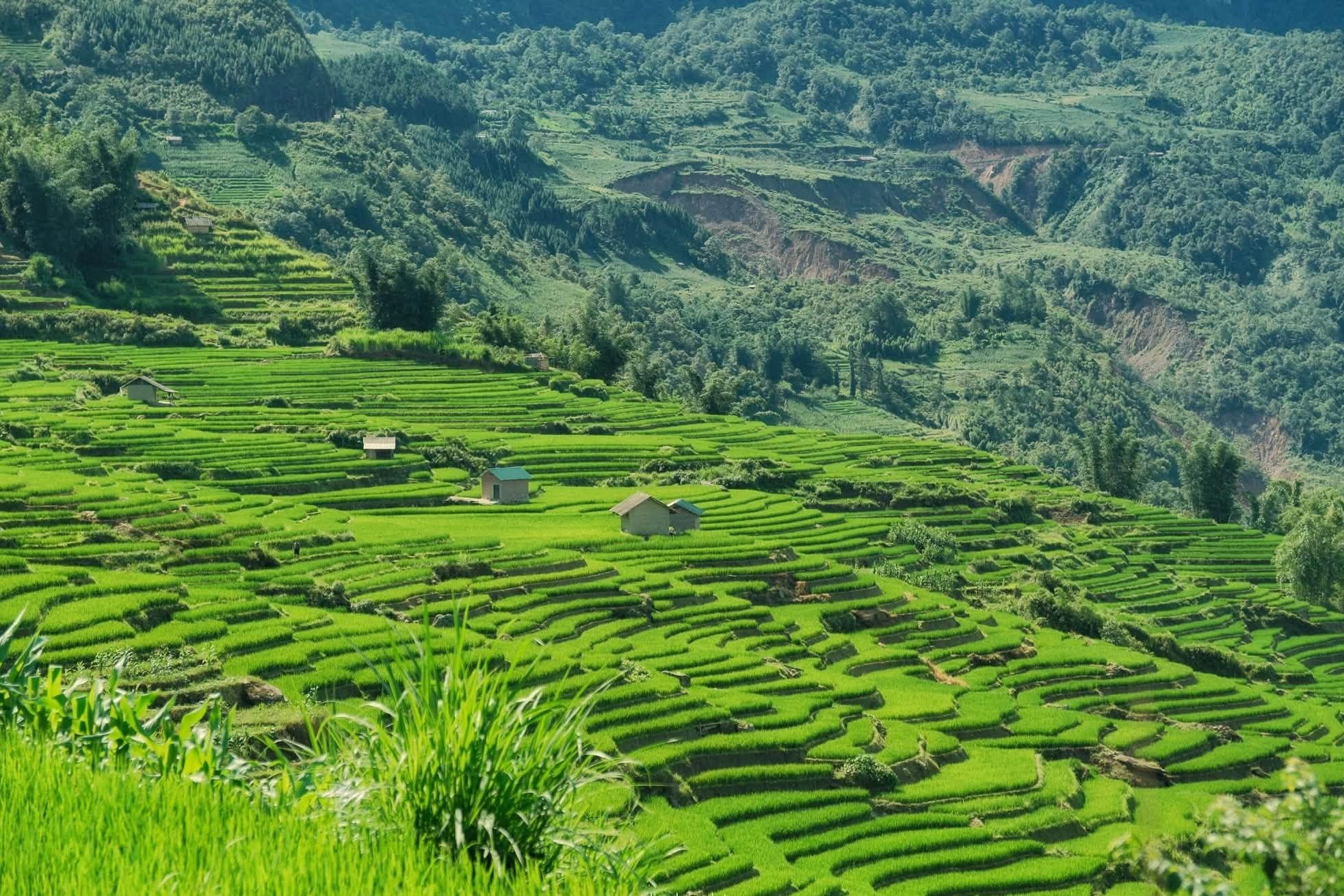Từ tháng 7 đến tháng 8, Y Tý bước vào mùa lúa xanh. Đây là thời điểm cảnh quan thay đổi rõ nhất trong năm. "Những cơn mưa mùa hạ khiến sắc xanh ở đây như kéo dài bất tận", anh nói với Tri Thức - Znews.