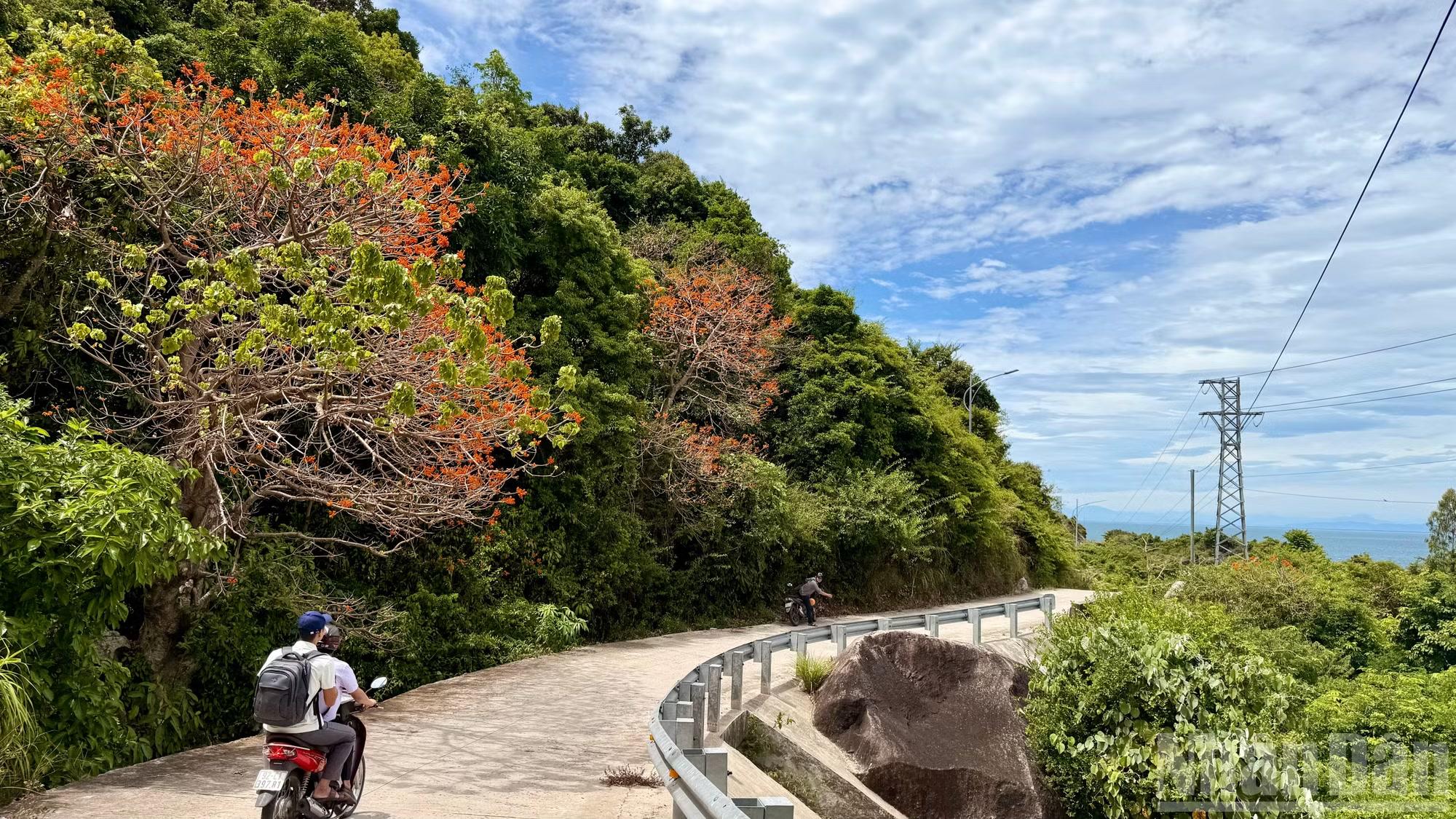 Hoa Ngô đồng đỏ có mặt ở khắp nơi trên đảo Cù Lao Chàm.