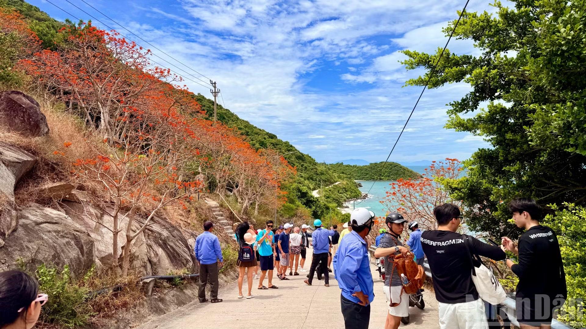 Mùa hoa Ngô đồng đỏ nở là dịp để xã đảo Tân Hiệp quảng bá hình ảnh vùng đất và con người trên đảo Cù Lao Chàm.