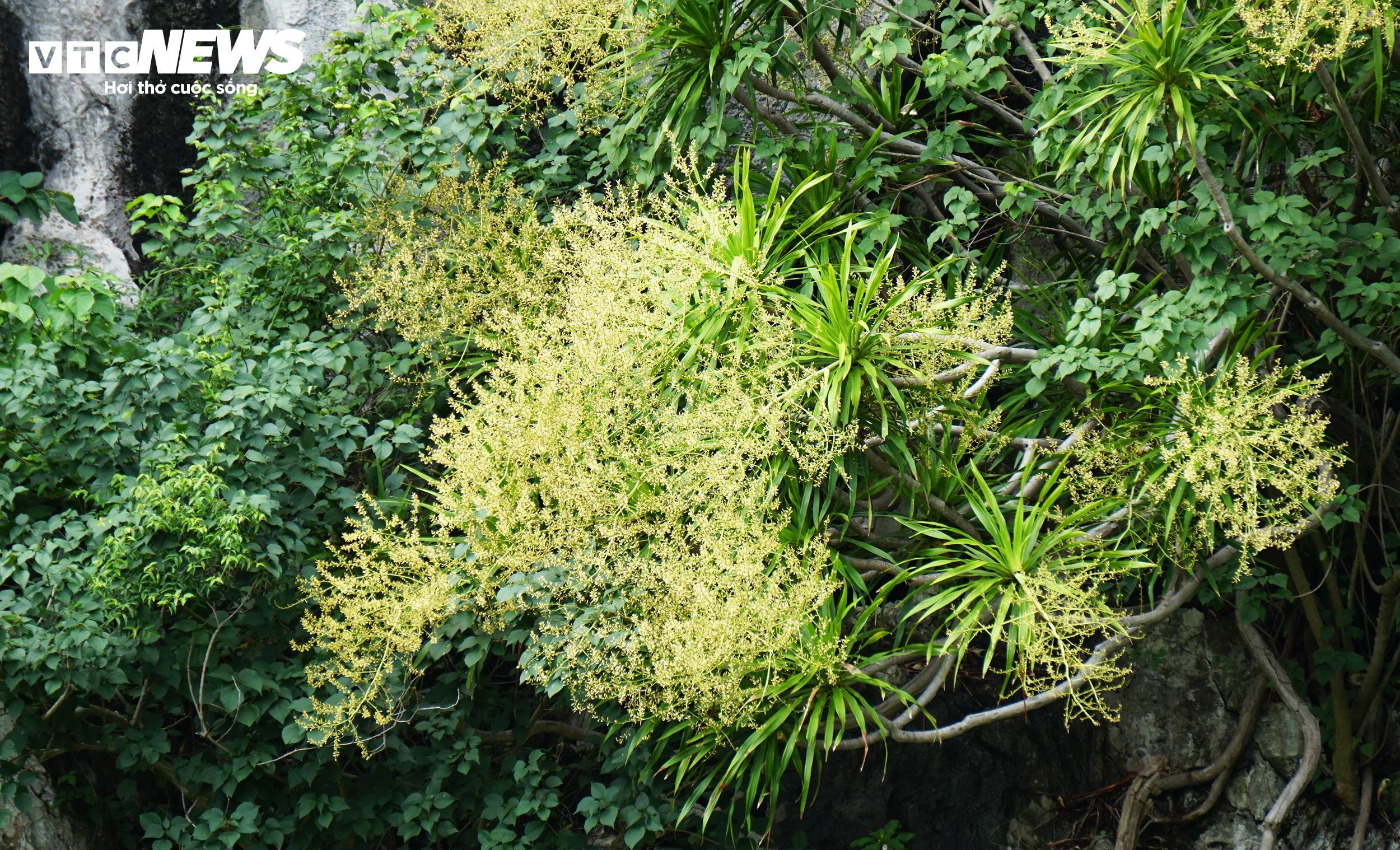 Dù không rực rỡ như phượng vỹ nhưng hoa phất dụ núi mang vẻ đẹp riêng có của Hạ Long.