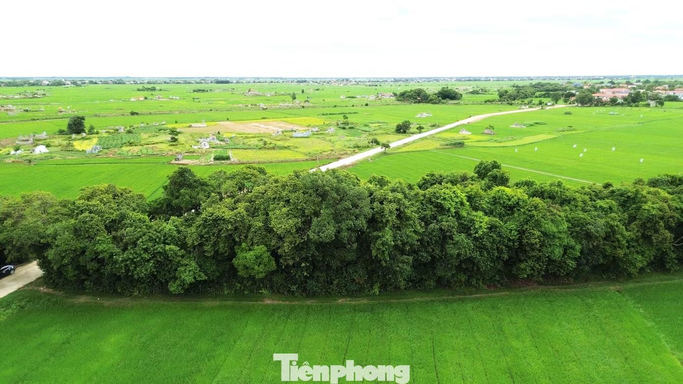 Từ đầu những năm 2000, khi lộc vừng trở thành cây cảnh có giá trị được nhiều người săn tìm, không ít đối tượng đã tìm cách đào trộm cây cổ thụ ở làng Siêu Quần. Trước nguy cơ này, người dân đã thành lập đội tuần tra bảo vệ rừng, thường xuyên đi kiểm tra vào ban đêm để ngăn chặn kẻ xấu.