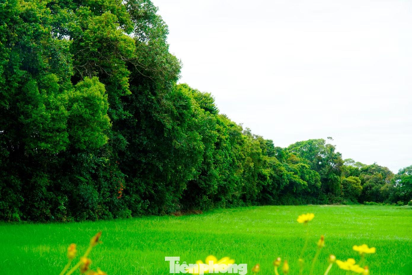  Theo các bậc cao niên, đây là quần thể lộc vừng cổ thụ hiếm có ở Huế, được hình thành từ những ngày đầu lập làng, cách đây hơn 500 năm. Nhiều cây đã hàng trăm năm tuổi, góp phần tạo nên khu rừng "kỳ quan thiên nhiên" rộng khoảng 20 ha, chiếm gần 1/5 diện tích toàn làng. 