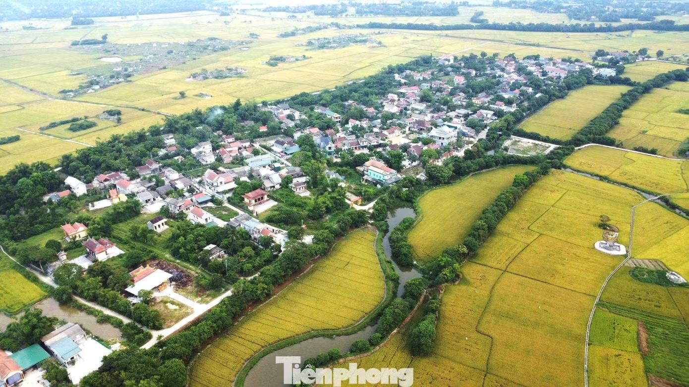 Ông Nguyễn Văn Tám (86 tuổi), nguyên hội chủ làng Siêu Quần, cho biết người xưa chọn lộc vừng để trồng quanh làng bởi đây là loài cây chịu ngập tốt, thân dẻo dai, ít bị ảnh hưởng bởi gió bão. Ban đầu chỉ là những hàng cây giữ đất, chắn sóng ven đê, nhưng qua nhiều thế hệ đã phát triển thành cánh rừng cổ thụ độc đáo như ngày nay.