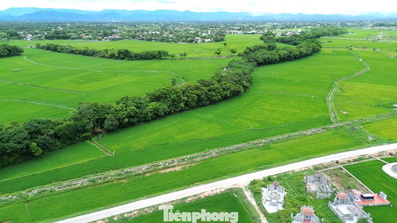  Không chỉ mang giá trị sinh thái, rừng lộc vừng còn được xem là “cứu tinh” của dân làng. Trong trận lũ lịch sử năm 1999, khi nước sông Ô Lâu dâng cao và dòng chảy dữ dội càn quét nhiều nơi, hệ thống cây mọc dày đặc trên các tuyến đê đã giúp giảm sức công phá của lũ, hạn chế thiệt hại cho khu dân cư phường Phong Dinh. 
