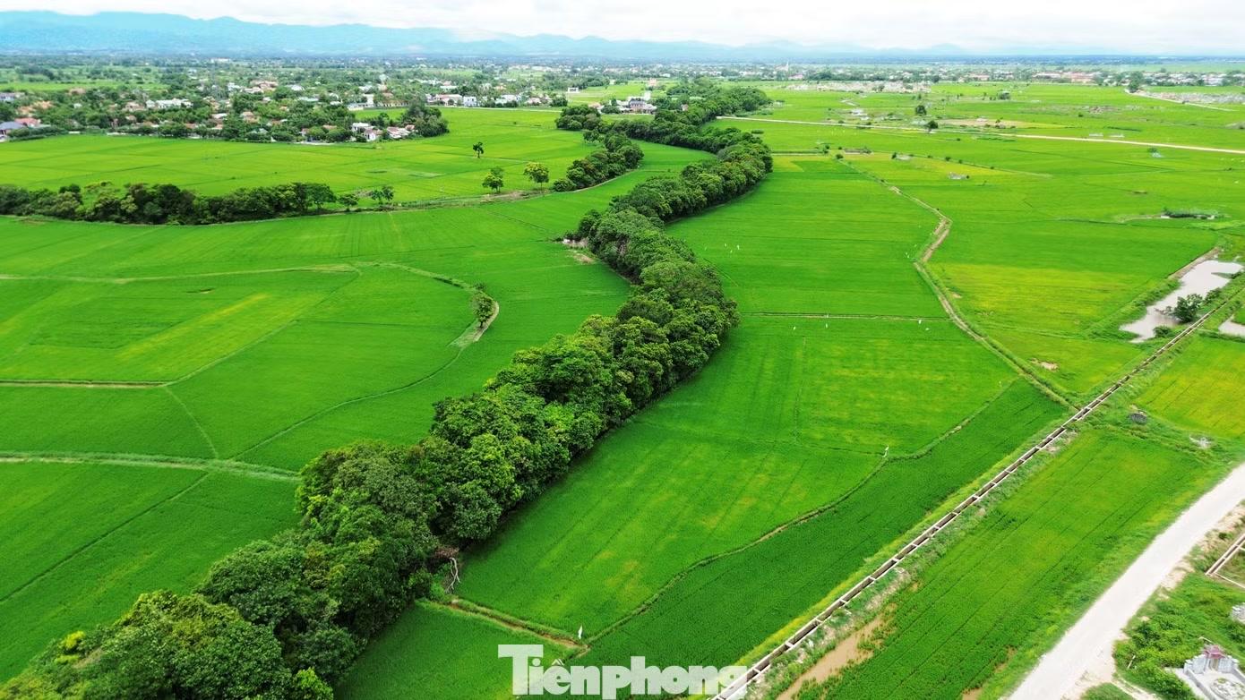  Dọc tuyến đê bao quanh làng Siêu Quần (phường Phong Dinh, TP. Huế), hàng chục nghìn cây lộc vừng cổ thụ nối tiếp nhau tạo thành dải rừng xanh hiếm gặp kéo dài nhiều cây số. Những thân cây lớn, tán lá đan xen bao bọc khu dân cư như một bức tường tự nhiên giữa vùng trũng ven sông Ô Lâu thường xuyên hứng chịu bão lũ. 