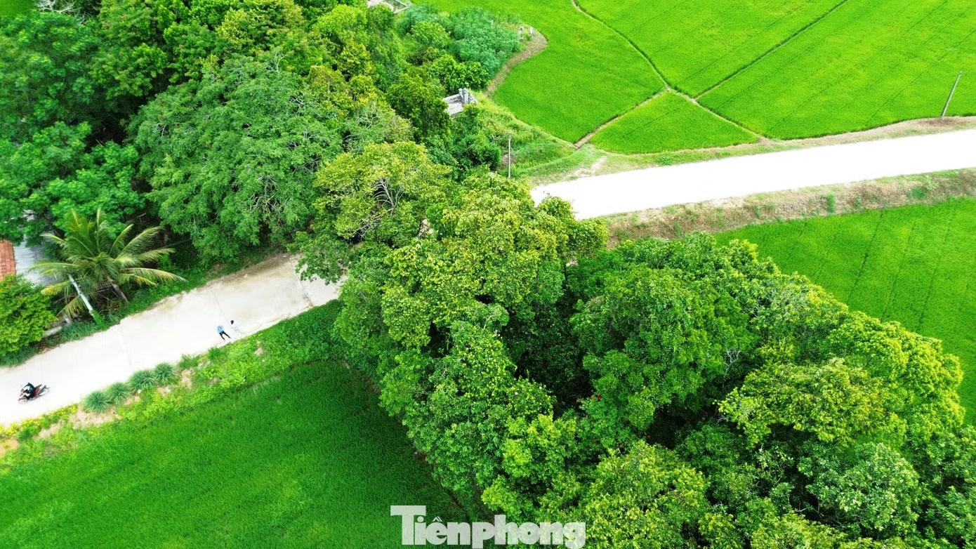  Điều đặc biệt là suốt hàng trăm năm qua, khu rừng được bảo vệ bằng những quy định rất nghiêm ngặt của cộng đồng. Theo các bô lão, trước đây bất kỳ ai tự ý chặt phá hay bẻ cành lộc vừng đều bị xử phạt nặng theo hương ước làng. Ngày nay, dù những hình thức xử phạt xưa không còn, tinh thần bảo vệ rừng của dân làng vẫn được duy trì. Từng có trường hợp người dân tự ý bứng cây non mang về trồng và bị công khai nhắc nhở trước cộng đồng. 