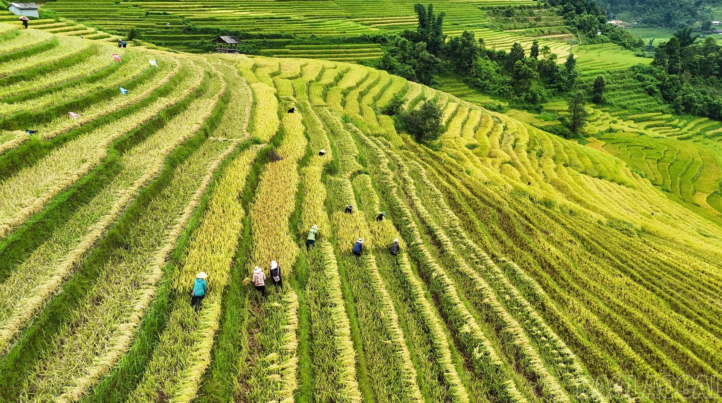 Một số nơi lúa đã chín, người dân tranh thủ thu hoạch khi thời tiết nắng ấm.