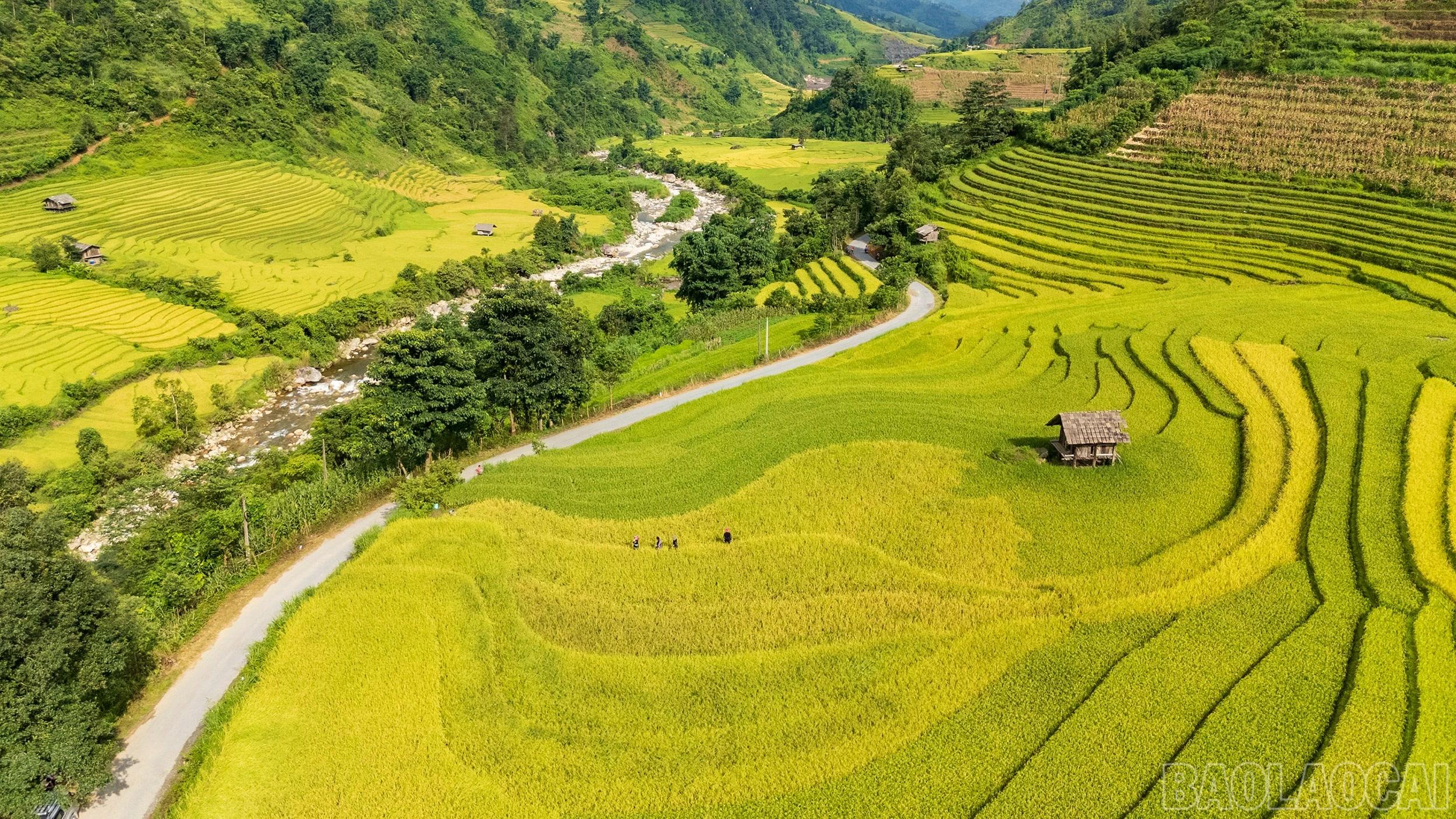 Những thửa ruộng thay áo màu xanh bằng chiếc áo màu vàng rực rỡ.