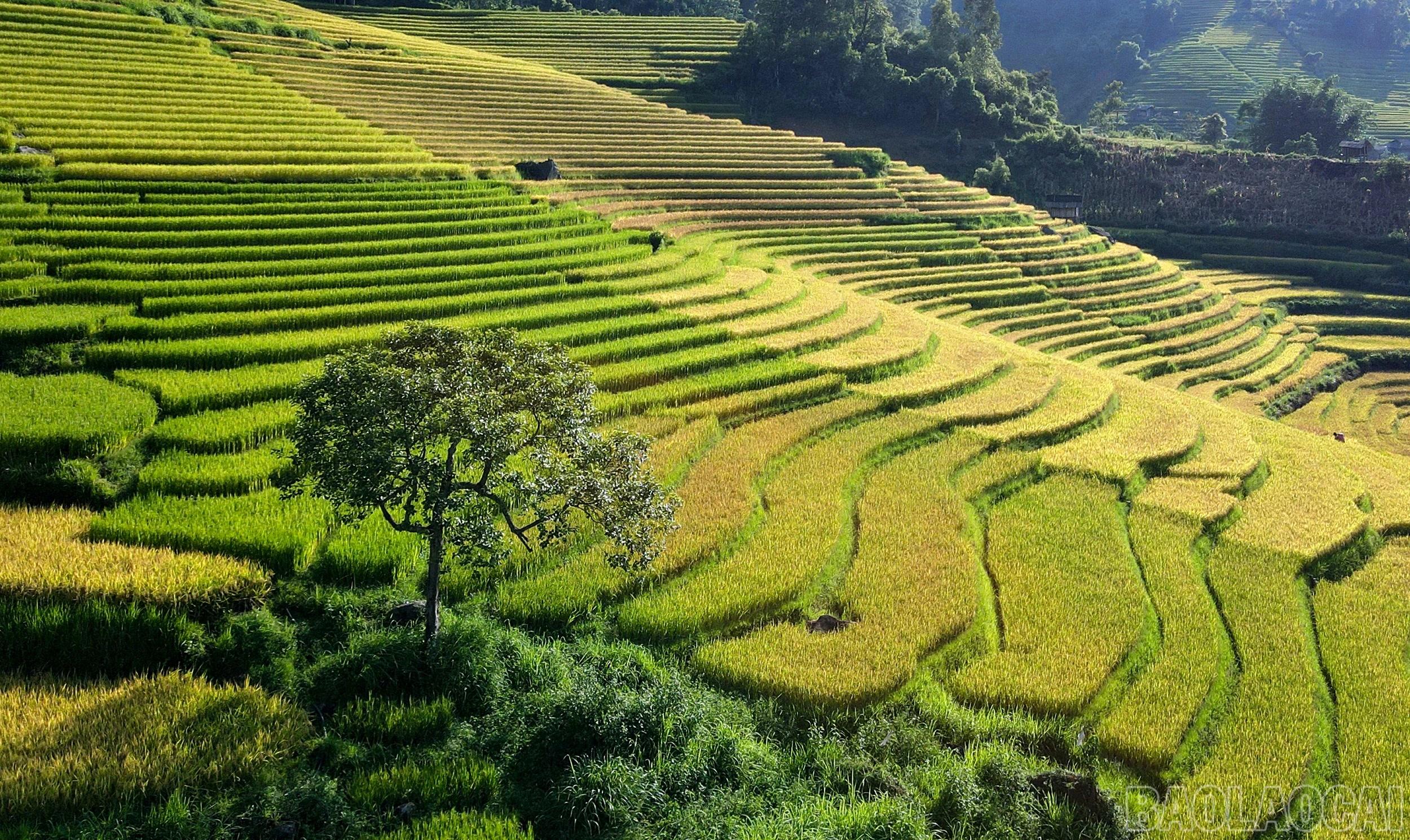 Dù là xã xa nhất của khu vực Sa Pa nhưng nơi đây vẫn thu hút đông đảo du khách nhờ vẻ đẹp hoang sơ, thanh bình, đặc biệt vào mùa thu.