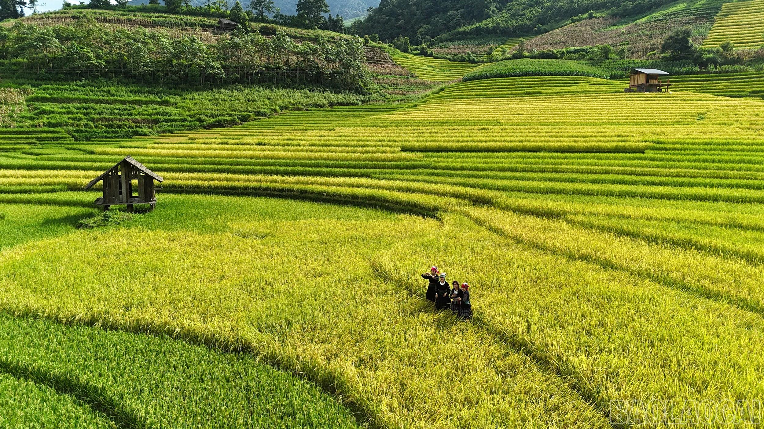 Những thửa ruộng bậc thang uốn lượn theo sườn núi, xen giữa những nếp nhà gỗ và cánh rừng xanh tạo nên bức tranh thiên nhiên thơ mộng, hấp dẫn du khách và các nhiếp ảnh gia.