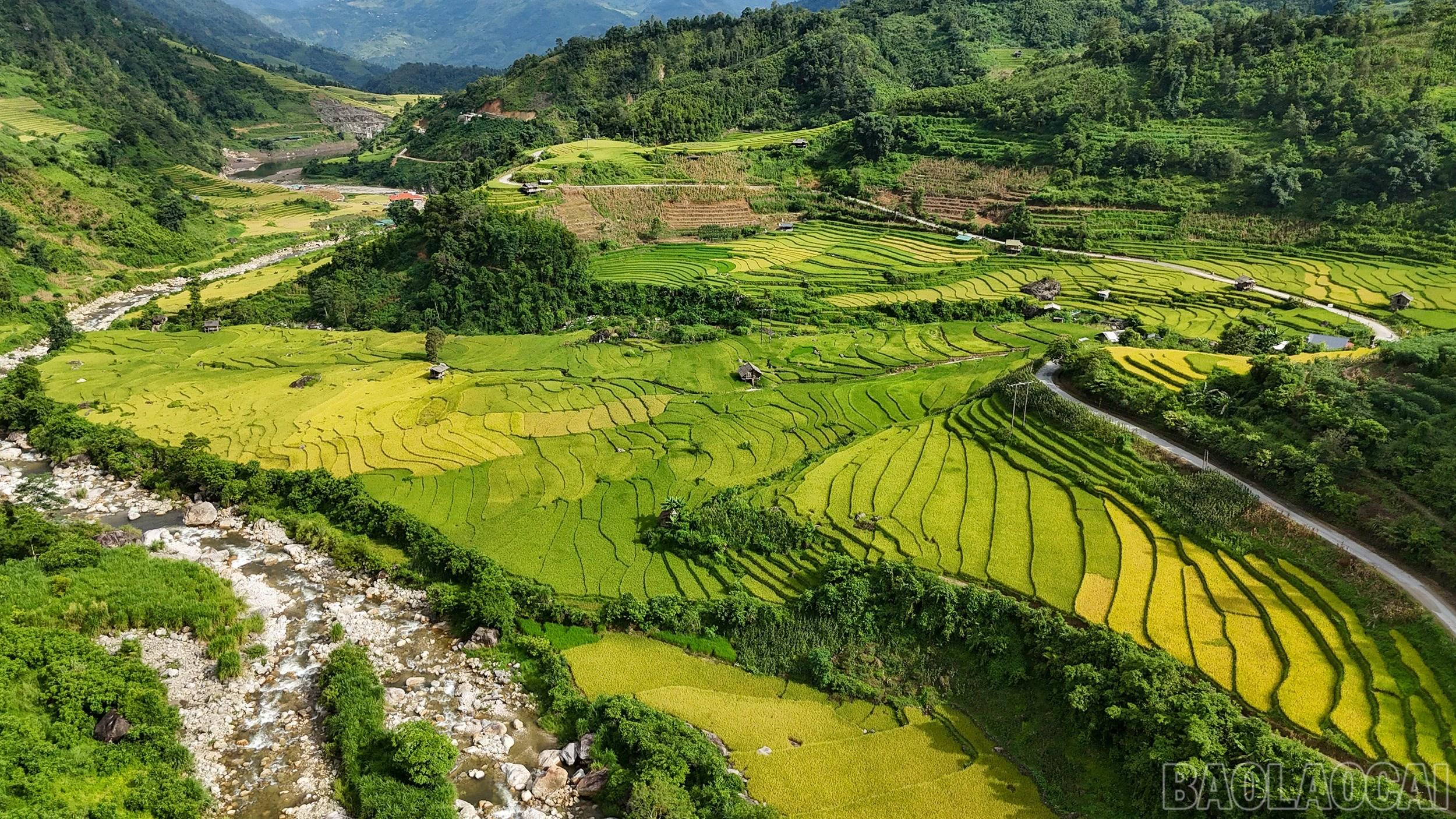 Mùa lúa chín Sa Pa đẹp và yên bình.