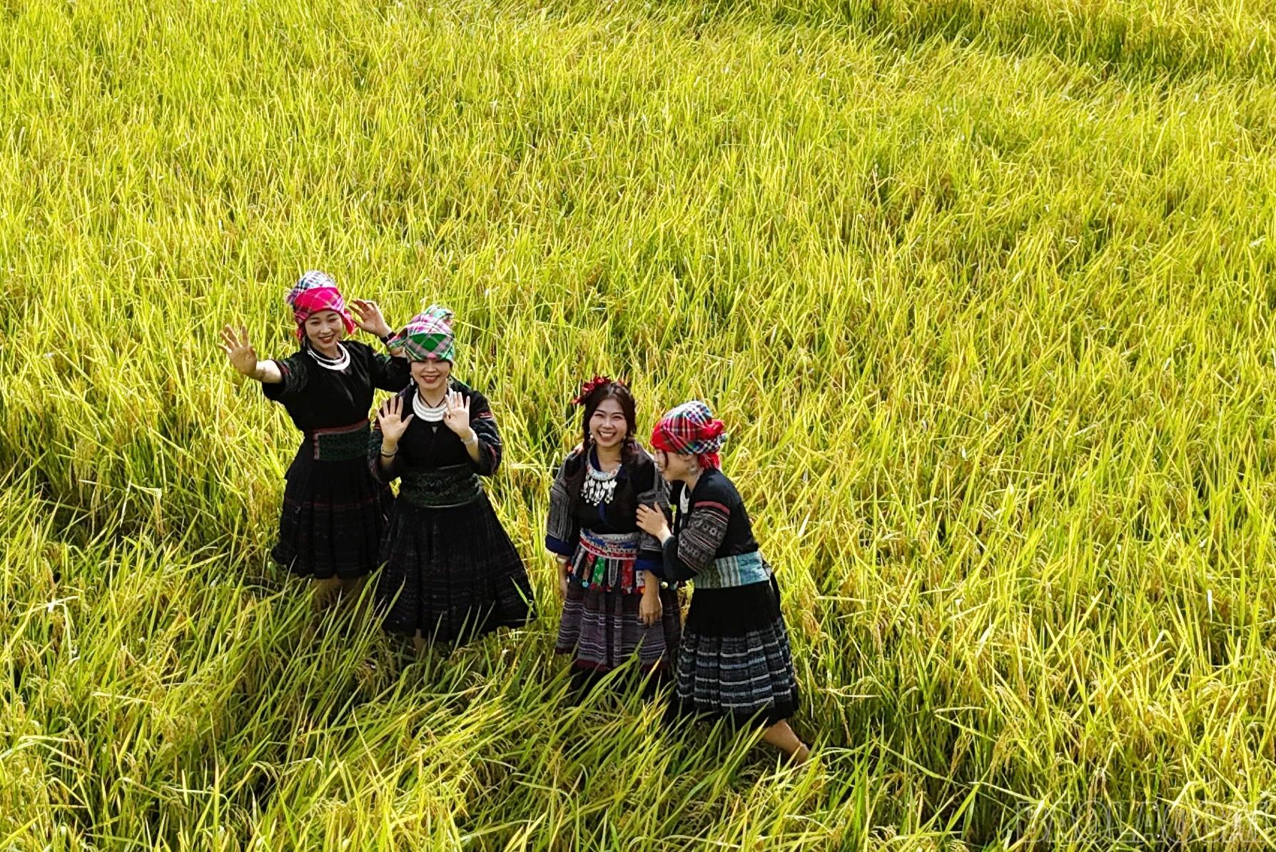Giữa bầu trời thu xanh ngắt, du khách được thả hồn vào sắc vàng của lúa chín, lưu giữ những khung hình check-in đẹp nao lòng cùng câu chuyện mùa vàng đầy thi vị.