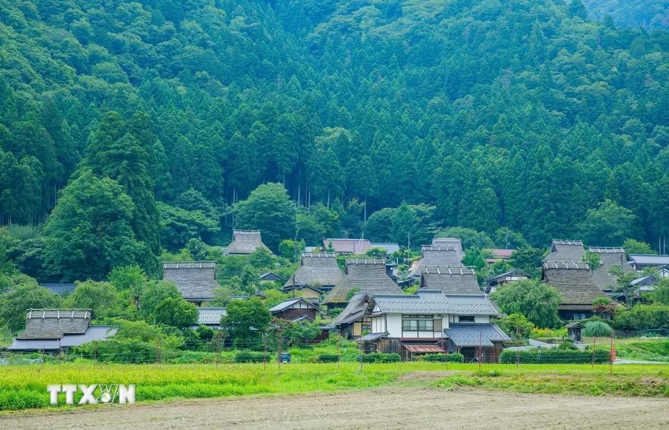 Nhắc đến Kyoto, ai cũng nghĩ đến chùa Vàng Kinkaku-ji lộng lẫy, chùa Thanh Thủy Kiyomizu-dera cổ kính hay những con phố cổ ở Gion. Thế nhưng, cách trung tâm cố đô Nhật Bản khoảng 1,5 tiếng di chuyển, có một Kyoto rất khác - yên bình, mộc mạc và gần như không bị cuốn theo nhịp sống hiện đại. Đó là Kayabuki no Sato, ngôi làng cổ nằm giữa thung lũng Miyama, nơi vẫn còn gần 40 ngôi nhà mái tranh truyền thống được người dân gìn giữ và sinh sống qua nhiều thế hệ. (Ảnh: Xuân Giao/TTXVN)