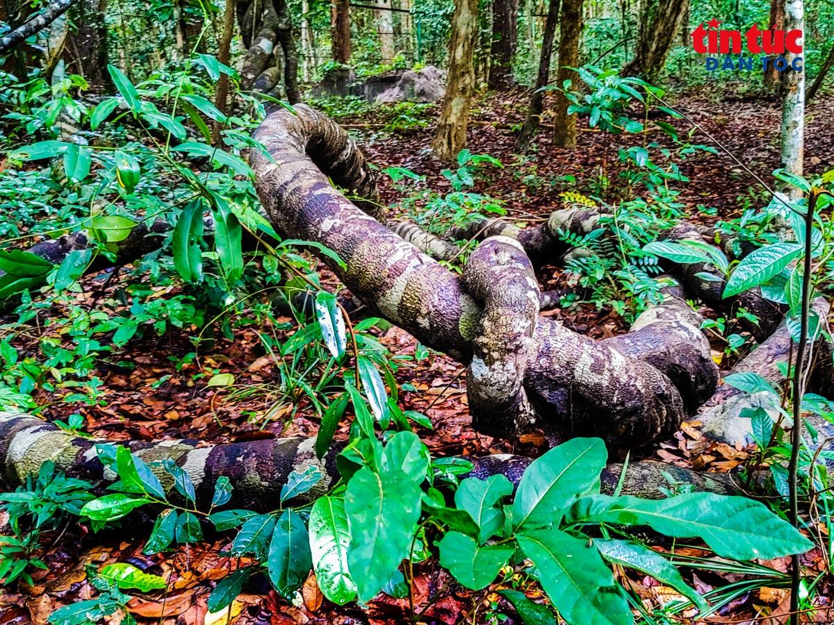 Nơi rừng nguyên sinh với nhiều màu xanh hòa quyện, tạo nên hệ sinh thái độc đáo và sức hút rất riêng.