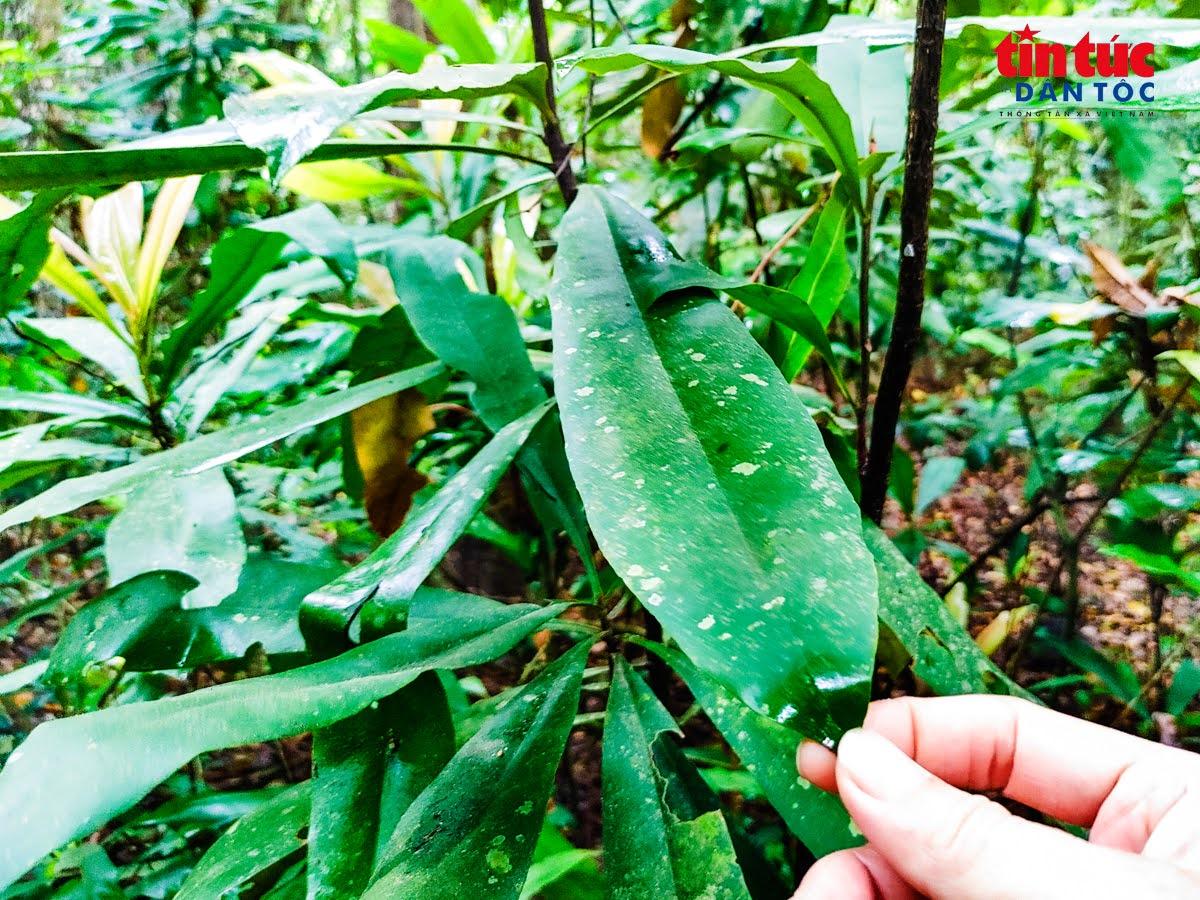 Lá Trung quân dai, bền, phơi khô khó cháy, từng lợp mái lán chiến khu; trong y học cổ truyền, lá giúp giảm đau xương khớp, trừ phong thấp.
