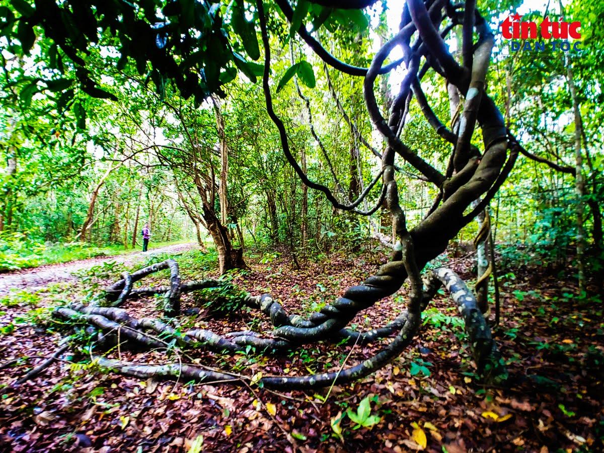 Các vòm tràm phủ kín dây leo, con đường mòn ngập lá khô lưa thưa nắng, nơi đây được nhiều bạn trẻ ví như một "khu rừng cổ tích".