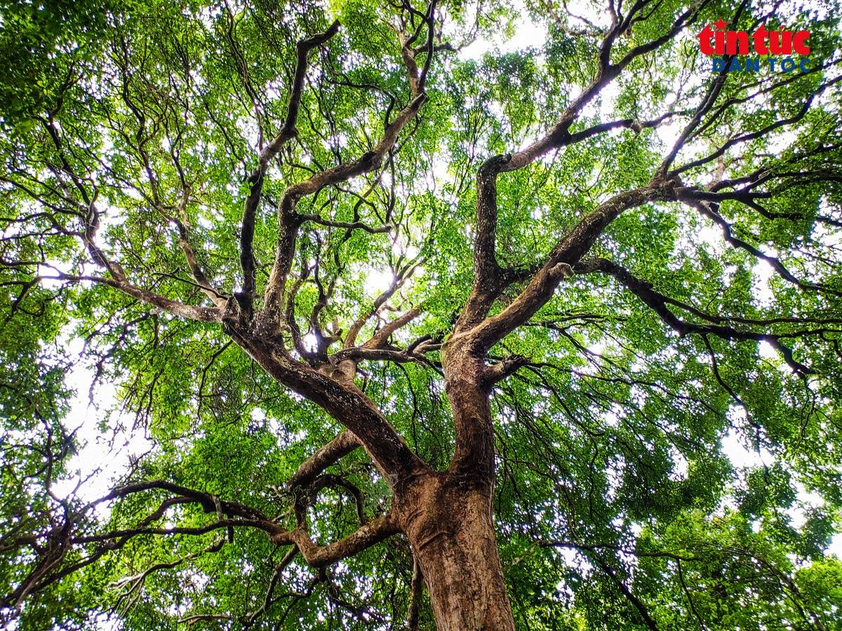 Tán rừng lòa xòa, chỉ chừa lại vài khoảng sáng để nắng len xuống nền rừng, hòa lẫn mùi đất ẩm và nhựa cây sau cơn mưa đêm.