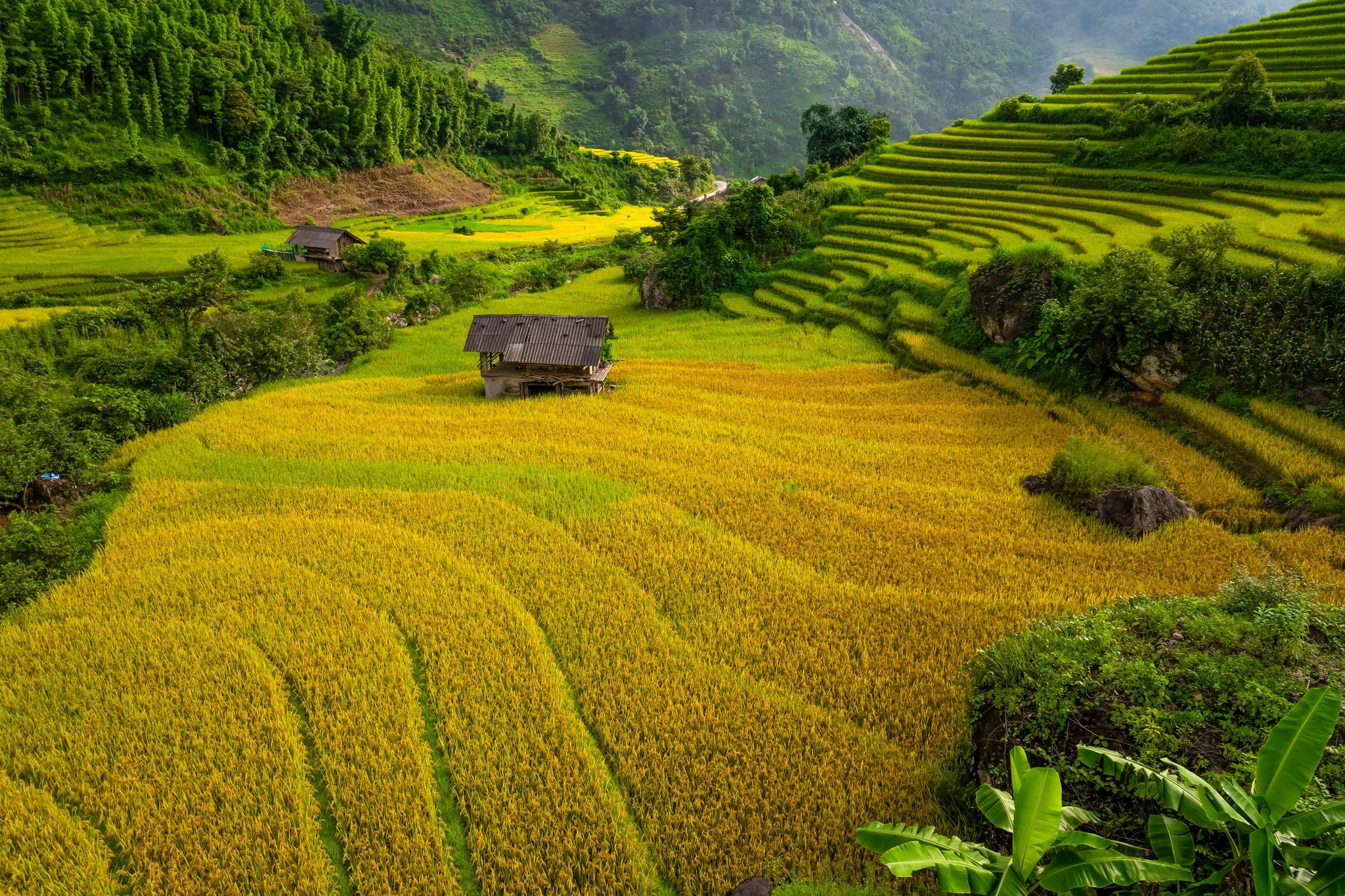  Những thửa ruộng bậc thang tại Nậm Cang là tấm chắn âm thầm bảo vệ cho từng tấc đất, lớp rừng. Nhìn từ trên cao, dưới ánh nắng đầu thu, từng tầng ruộng uốn lượn như dải lụa. Thời điểm lúa chín đẹp nhất từ tháng 8 đến đầu tháng 9. Buổi sáng, khi sương vừa tan là lúc ánh sáng dịu nhẹ dần lên và thung lũng hiện lên với vẻ đẹp rực rỡ nhất, thích hợp để du khách đến tham quan và chụp ảnh. 