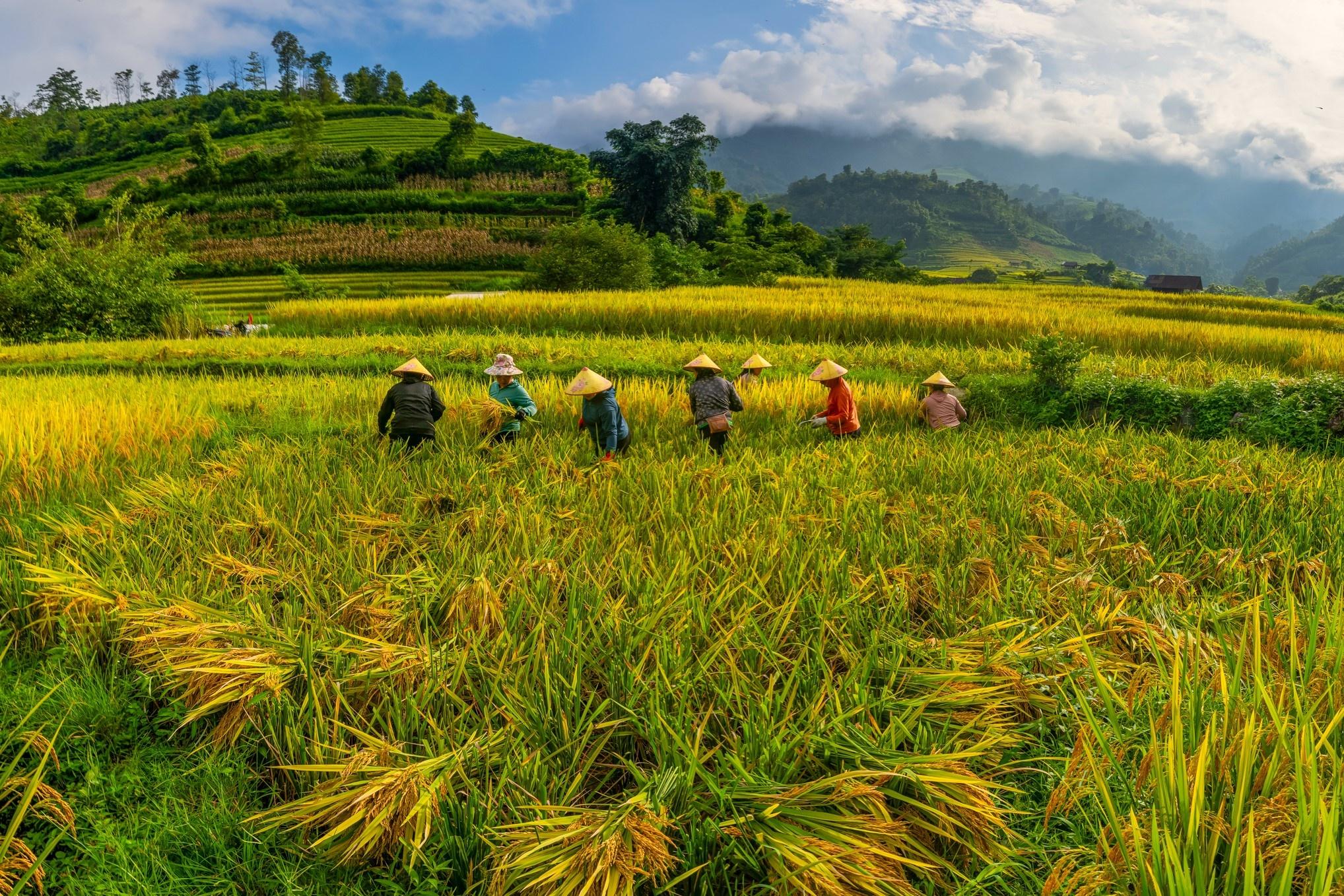  Vùng thung lũng Nậm Cang cách Sa Pa khoảng 36 km, bao bọc bởi dãy Hoàng Liên Sơn hùng vĩ. Nhiều năm qua, cuộc sống của người dân nơi đây vẫn khép kín. Chia sẻ với Tri Thức - Znews, Khánh Phan cho biết khu vực này chưa phát triển du lịch nhiều so với các điểm đến khác ở Lào Cai, chỉ số ít người yêu thích thiên nhiên và sự tĩnh lặng tìm đến nên cảnh vật giữ được nét nguyên sơ. Các mỏm đá còn bám lớp rêu phong, dòng suối trong vắt, rừng già xanh mướt và luôn có tiếng chim hót. 