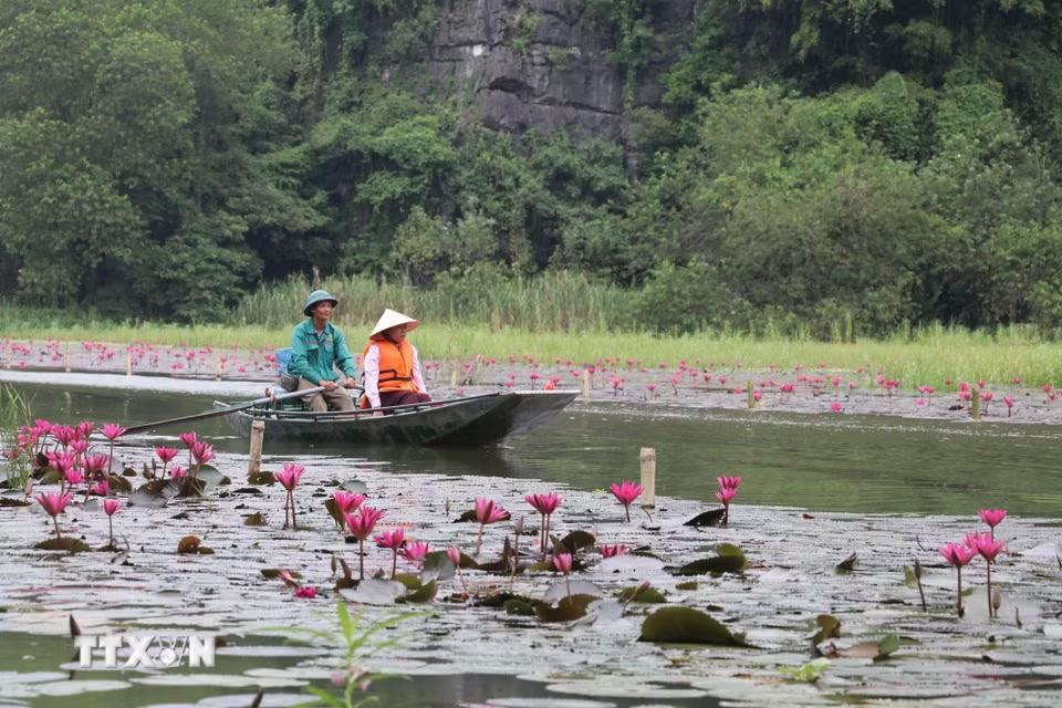 Ngồi thuyền xuôi theo dòng sông, du khách được ngắm những bông hoa khoe sắc và lưu giữ những khoảnh khắc bình yên nơi miền di sản. (Ảnh: Thùy Dung/TTXVN)