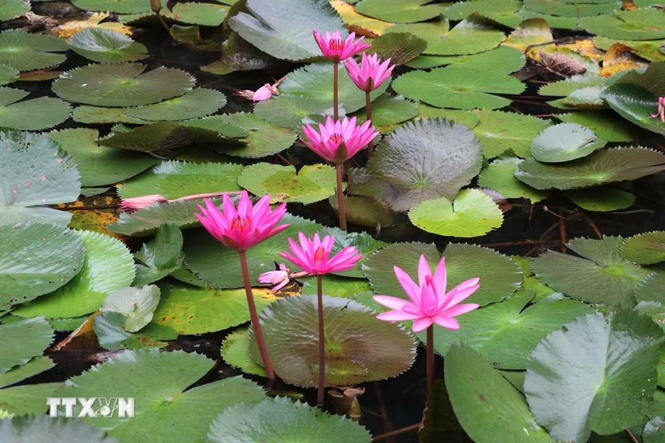 Mỗi độ hoa súng nở rộ, dòng Ngô Đồng ở Khu du lịch Tam Cốc - Bích Động, phường Nam Hoa Lư (Ninh Bình) lại khoác lên mình sắc tím dịu dàng, hòa quyện cùng vẻ đẹp núi non, sông nước của vùng đất di sản. (Ảnh: Thùy Dung/TTXVN)