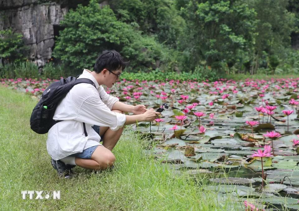Mùa hoa súng tím là điểm đến hấp dẫn, thu hút nhiều bạn trẻ đến tham quan, chụp ảnh. (Ảnh: Thùy Dung/ TTXVN)