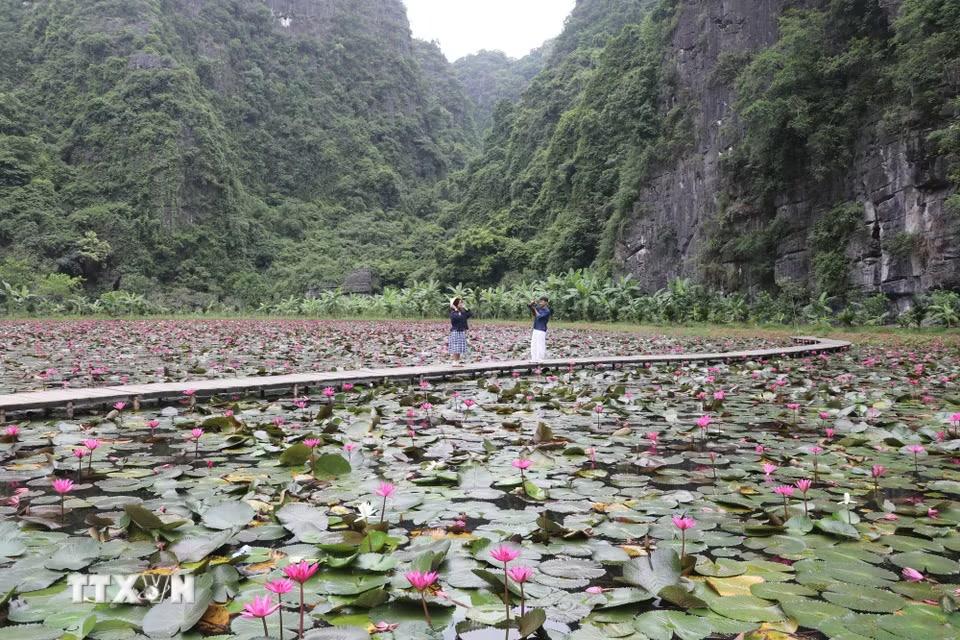 Mùa hoa súng tím là điểm đến hấp dẫn, thu hút nhiều bạn trẻ đến tham quan, chụp ảnh. (Ảnh: Thùy Dung/ TTXVN)