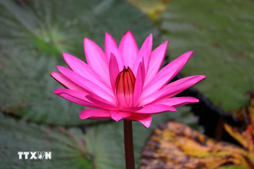 Dưới ánh nắng sớm, từng cánh hoa bung nở trên mặt sông làm nên một không gian vừa bình yên vừa quyến rũ. (Ảnh: Thùy Dung/TTXVN)