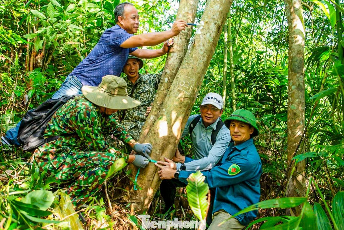 Ông Hồ Đức Quang - Bí thư xã Đường Hoa (trong ảnh đội mũ trắng) - đánh giá tiềm năng từ quần thể chè cổ quý hiếm vừa lộ diện cho biết, với diện tích hơn 220 km². Đường Hoa từ lâu được biết đến là vùng trồng chè lớn nhất tỉnh Quảng Ninh, gắn với nông trường quốc doanh hình thành từ những năm 1960. Hơn 60 năm qua, cây chè Đường Hoa có lúc phát triển mạnh mẽ, có khi trầm lắng nhưng vẫn gắn bó với đời sống bà con nơi đây qua nhiều thế hệ.