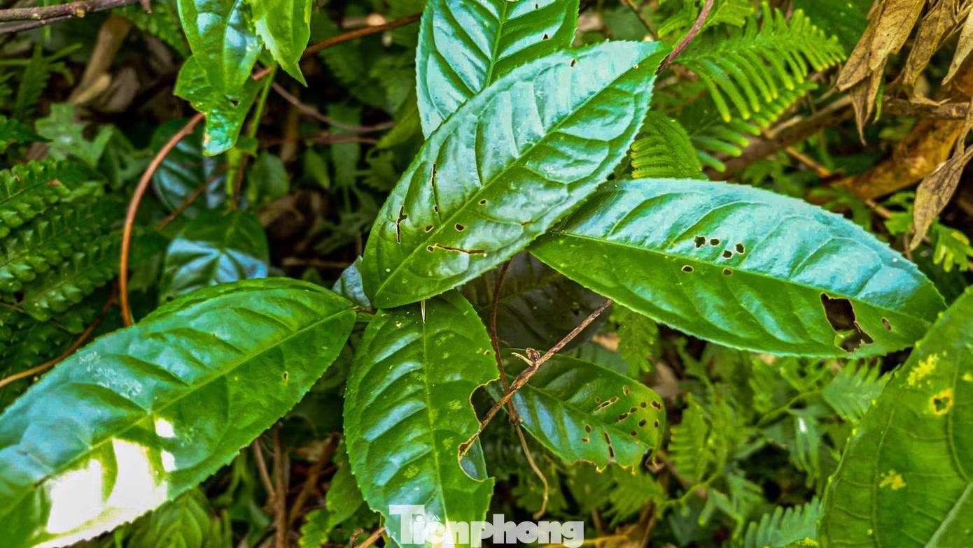 Dấu vết thời gian trên phiến lá là minh chứng rõ nét cho một môi trường sinh trưởng hoàn toàn hoang dã, không chịu tác động của con người.