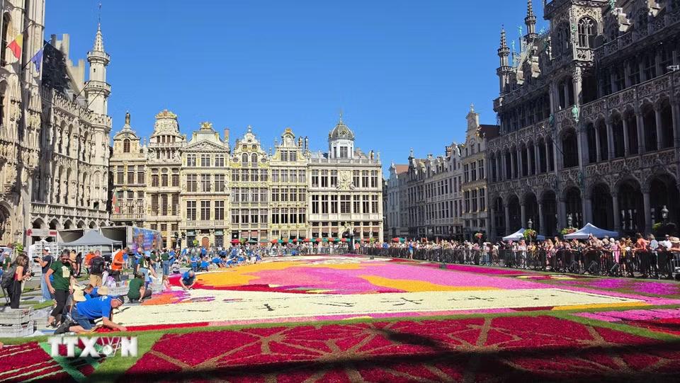 Những mảng màu rực rỡ của Thảm Hoa Brussels 2026 dần hiện ra trên Quảng trường lớn. (Ảnh: Lan Anh-Duy Tùng/TTXVN)