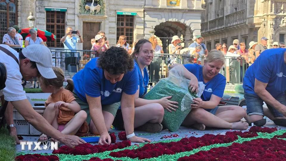 Các tình nguyện viên tập trung hoàn thiện những chi tiết cuối cùng của Thảm Hoa Brussels lần thứ 24 tại Quảng trường lớn. (Ảnh: Lan Anh-Duy Tùng/TTXVN)