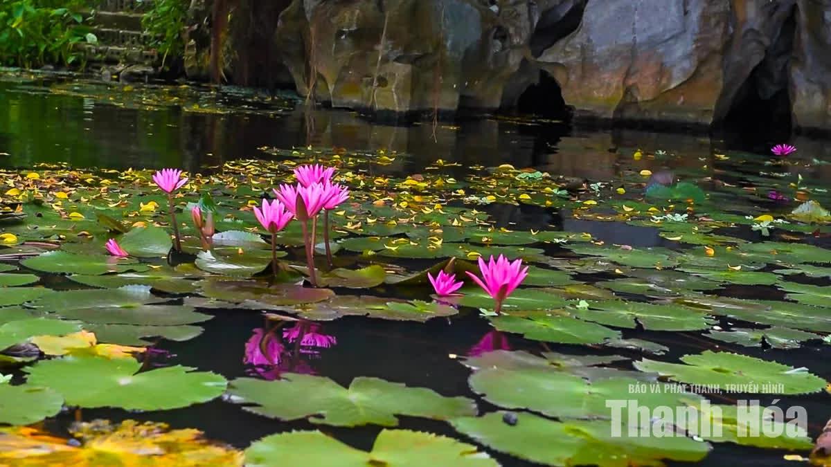 Đây cũng là thời điểm hoa súng nở rộ, chấm những nét màu hồng nổi bật trên mặt nước, hòa cùng màu xanh của cây cỏ, tạo nên bức tranh sơn thủy vừa hùng vĩ vừa nên thơ.