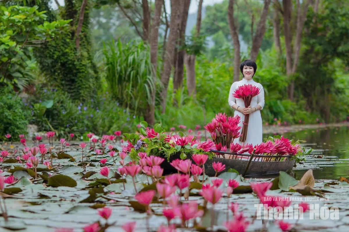 Những bông súng hồng rực nổi bật trên mặt nước, giữa không gian xanh mướt tạo thành một cảnh sắc rực rỡ thu hút du khách đến đây check-in lưu giữ kỷ niệm.
