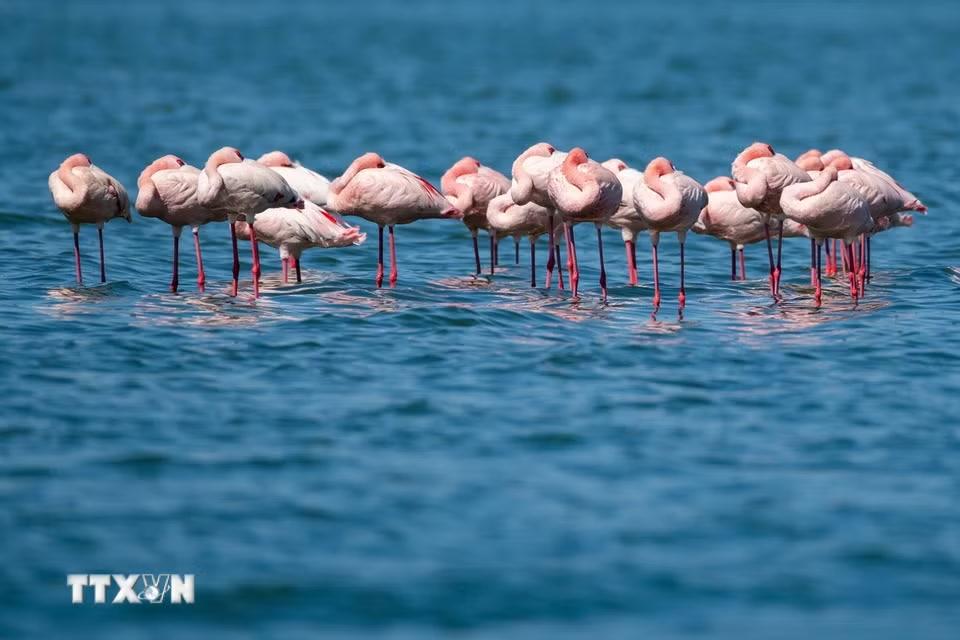 Hồng hạc tại hồ Elementaita, thuộc hạt Nakuru, Kenya, trong khu vực Thung lũng Great Rift. (Ảnh: THX/TTXVN phát)