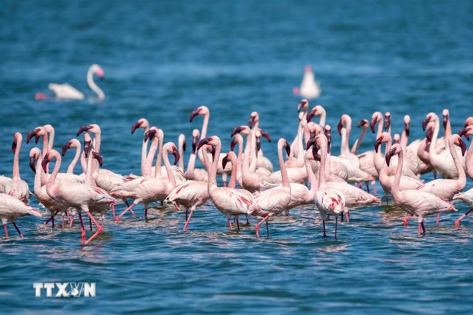 Đàn hồng hạc tại hồ Elementaita, thuộc hạt Nakuru, Kenya, trong khu vực Thung lũng Great Rift. (Ảnh: THX/TTXVN phát)