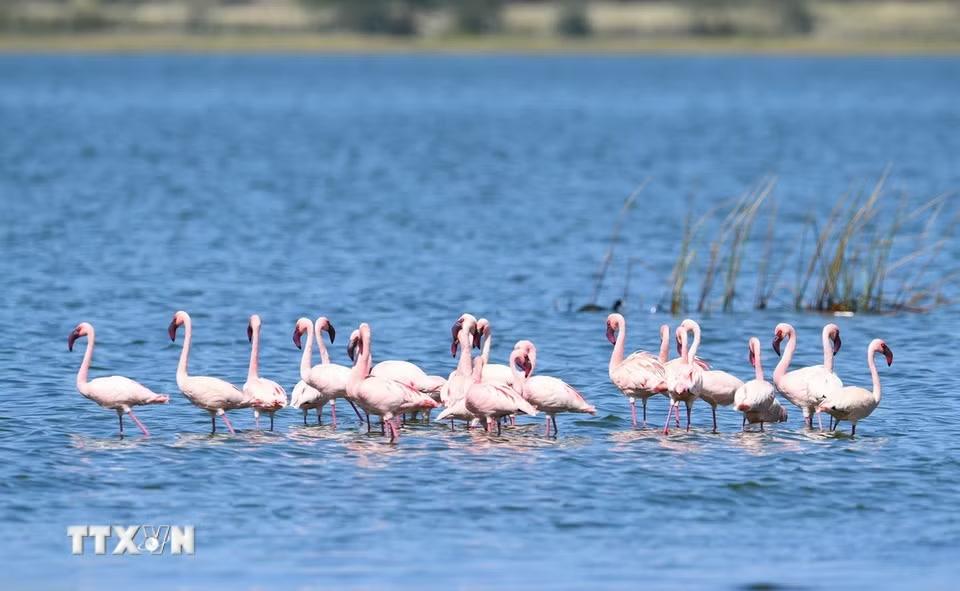 Đàn hồng hạc tại hồ Elementaita, thuộc hạt Nakuru, Kenya, trong khu vực Thung lũng Great Rift. (Ảnh: THX/TTXVN phát)