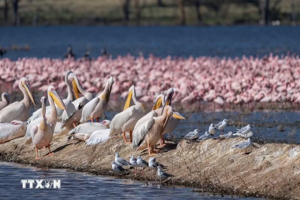 Các loài chim tại hồ Nakuru, thuộc hạt Nakuru, Kenya, trong khu vực Thung lũng Great Rift. (Ảnh: THX/TTXVN phát)