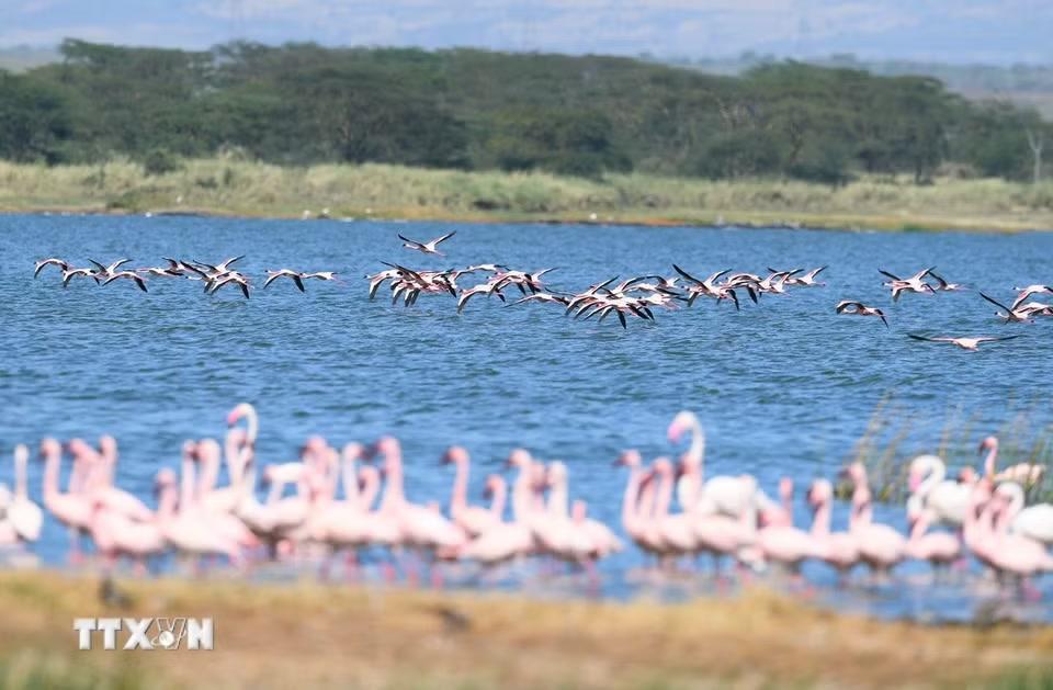 Hồng hạc tại hồ Elementaita, thuộc hạt Nakuru, Kenya, trong khu vực Thung lũng Great Rift. (Ảnh: THX/TTXVN phát)