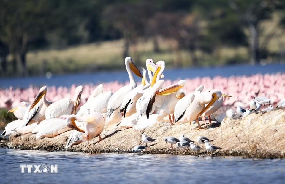 Các loài chim tại hồ Nakuru, thuộc hạt Nakuru, Kenya, trong khu vực Thung lũng Great Rift. (Ảnh: THX/TTXVN phát)