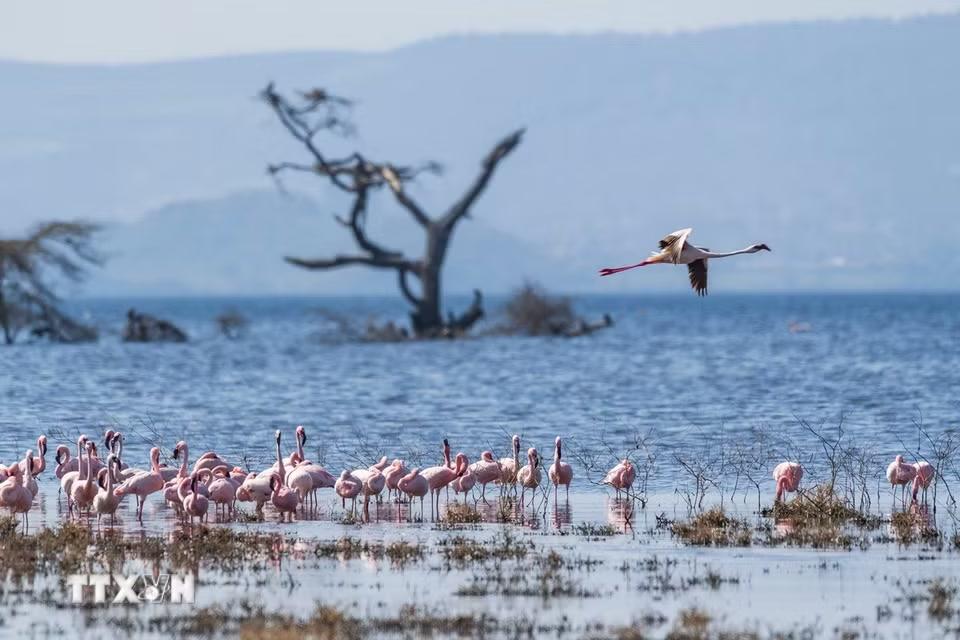 Đàn hồng hạc tại hồ Nakuru, thuộc hạt Nakuru, Kenya, trong khu vực Thung lũng Great Rift. (Ảnh: THX/TTXVN phát)